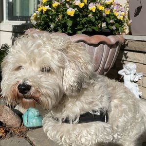 Meet your Posher, Monika